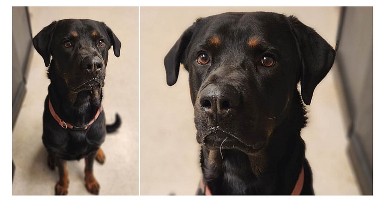 The Big Dog Gets Blamed for Everything