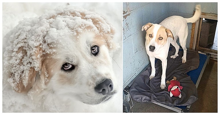 Sage - the Dog abandoned Below Freezing Temps