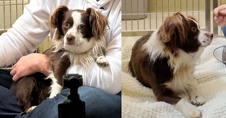 sitting with dogs 23: wilbure