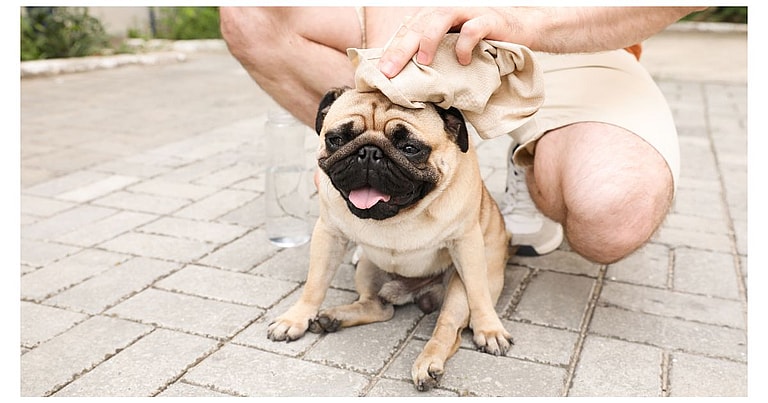 French Bulldog’s Lifespan