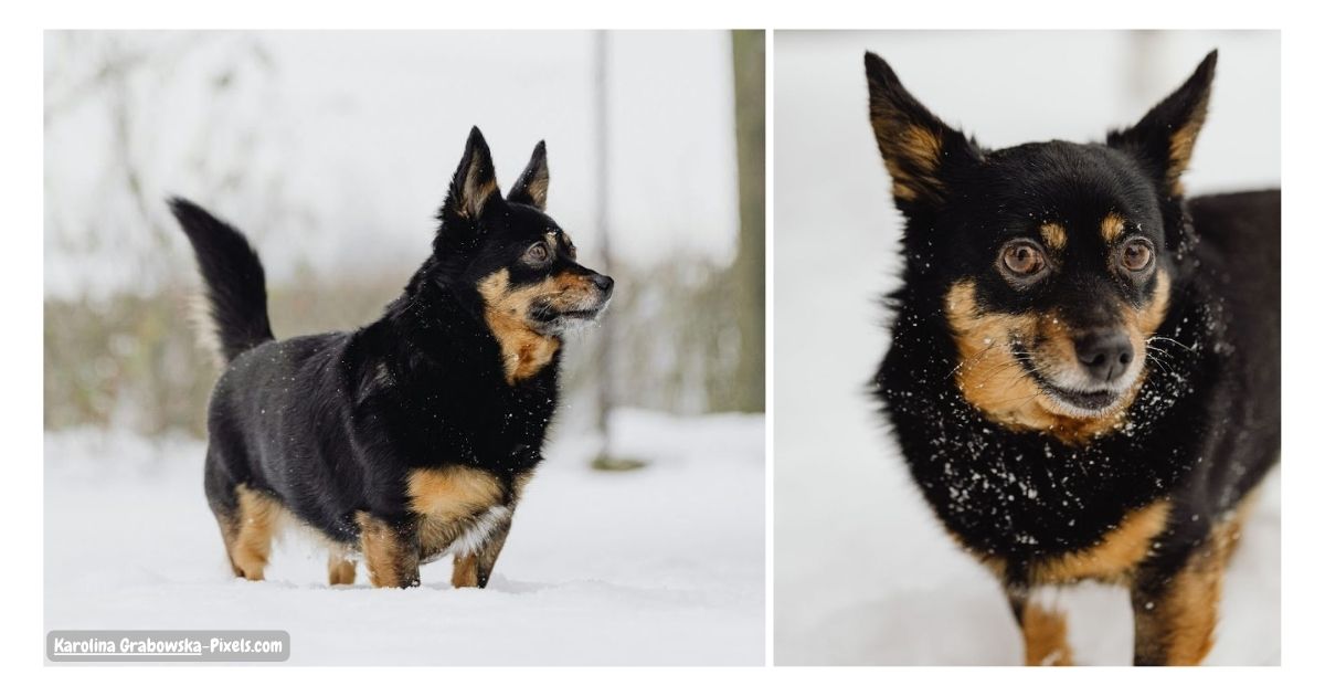 The Lancashire Heeler