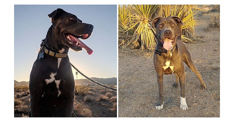 Cole, A Loyal Pitbull