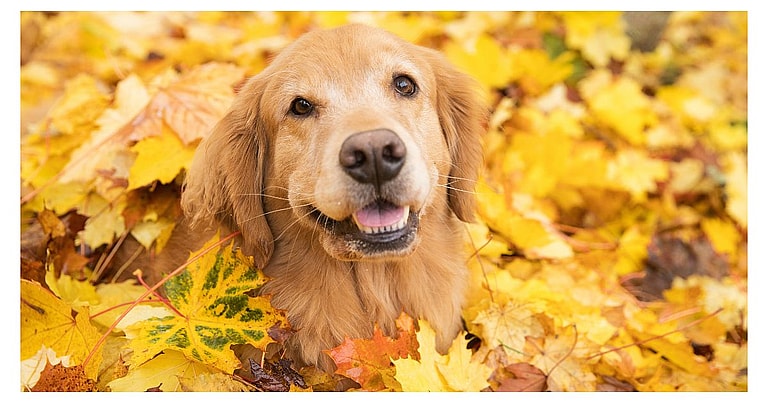 Cream Colored Dog Names