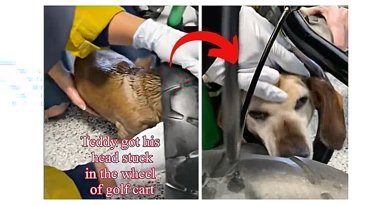 Wiener Dog Sticks Head Where It Doesn’t Belong, Regrets It Immediately