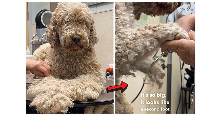 Dog's Matted Fur Looked So Much Like an Extra Paw - Matted Dog Grooming