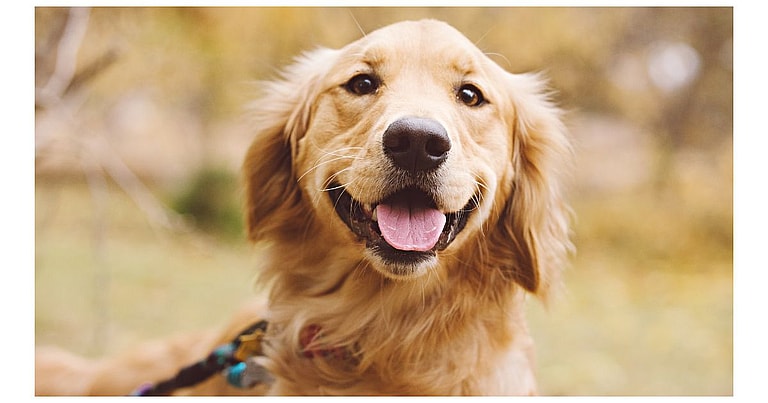 Golden Retriever Names