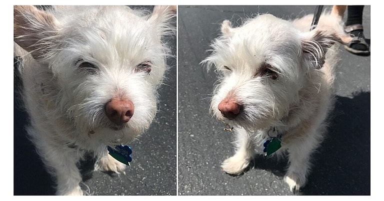 Olive: dog up for adoption