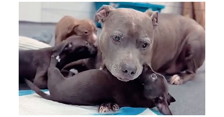 Rescued Puppies Melt Hearts As Surrogate Dog Bonds Instantly With Orphans