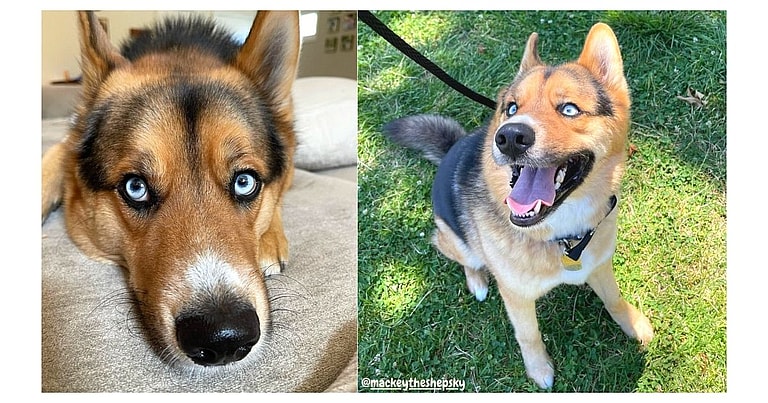 The Gerberian Shepsky