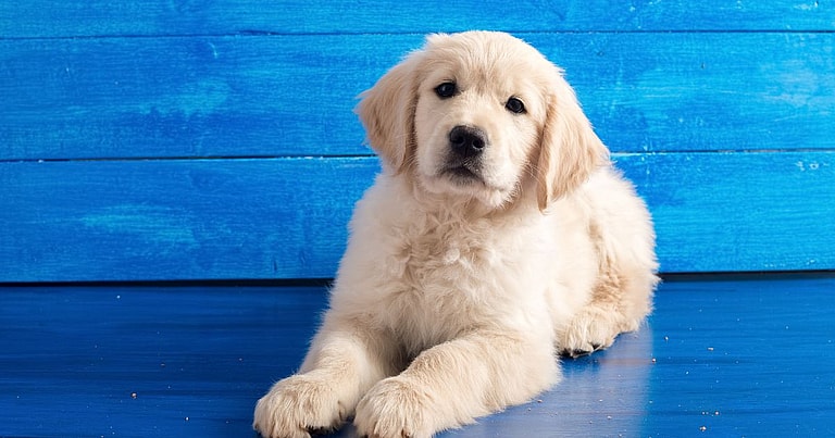 White Golden Retriever