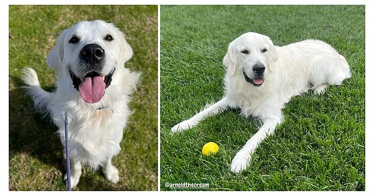 White Golden Retrievers