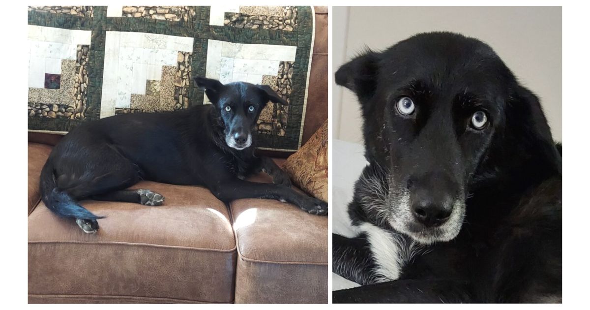 Dog rescue: Everyone Was Terrified of My Dog Until I Did This One Simple Thing