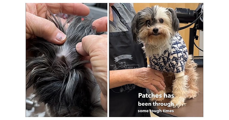 Dog grooming: Dog's Tragic Past Exposed When Groomer Attempts to Trim Her Ear