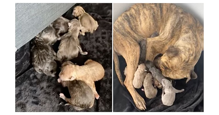 mama dog and puppies