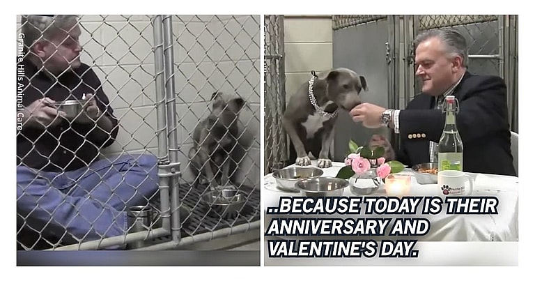 hey Were About to Put Her Down Then This Vet Went Above and Beyond to Give a Scared Dog Her Happily Ever After