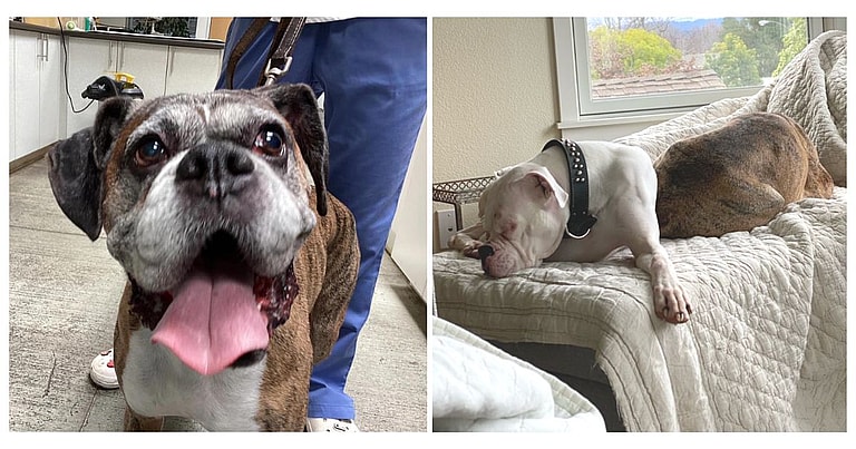 Boxers Left at Home After Owner Passes