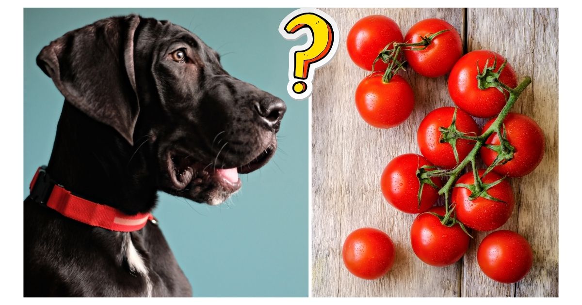 Can Dogs Eat Tomatoes?