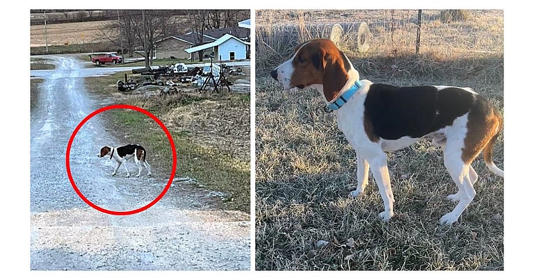 Dog Rescue: Lost Coonhound Miraculously Survives 20-Ft Cliff Fall!