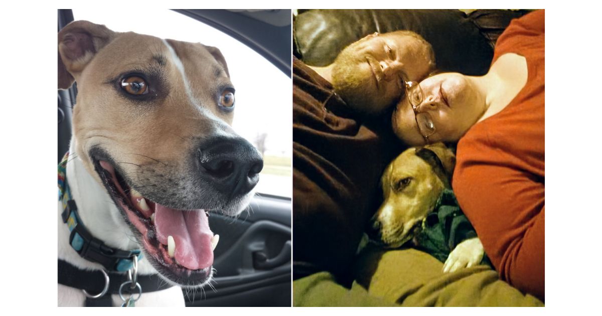 Couple Heartbroken They Can't Have Kids Adopt Abandoned Puppy Who Needed Parents