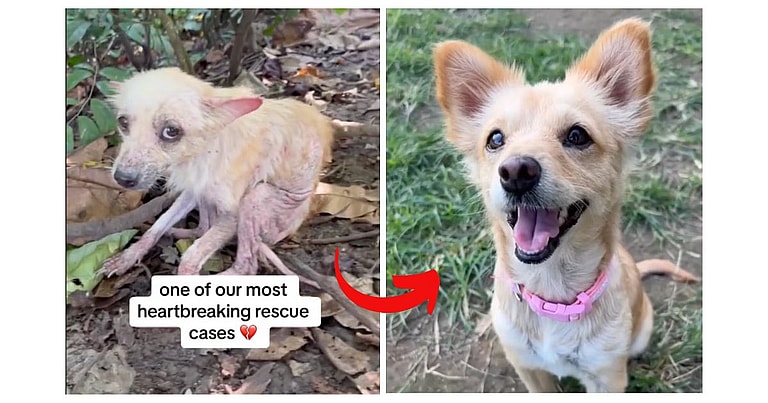 Dog Left Alone in the Jungle