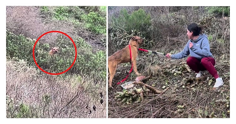 dog rescue: Abandoned Dog Stuck In Cactus Field Too Scared To Trust Rescuers Trying To Save Him