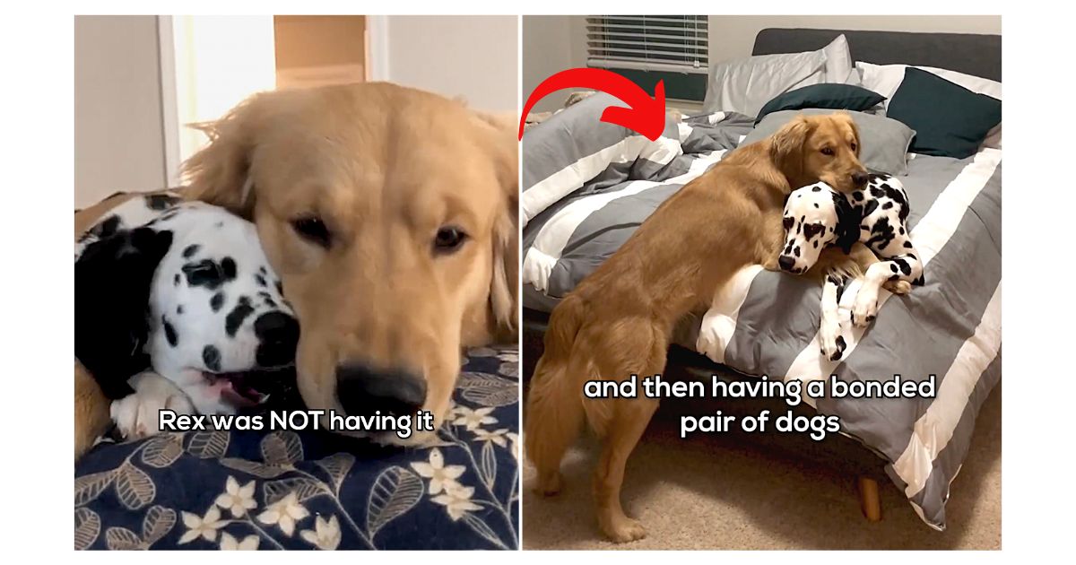 Dog rescue story: Golden Retriever Snubs New Puppy Sibling, but Undeterred Parents Knew Just What To Do