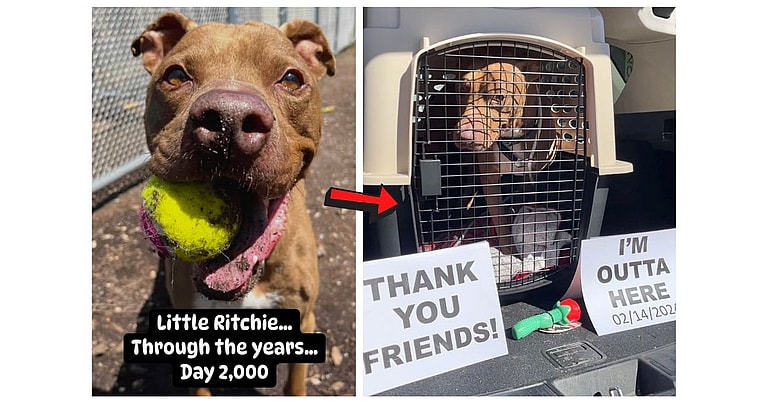 Dog rescue: Resilient Shelter Dog Waits Half a Decade in Shelter Before Finding Foster Home