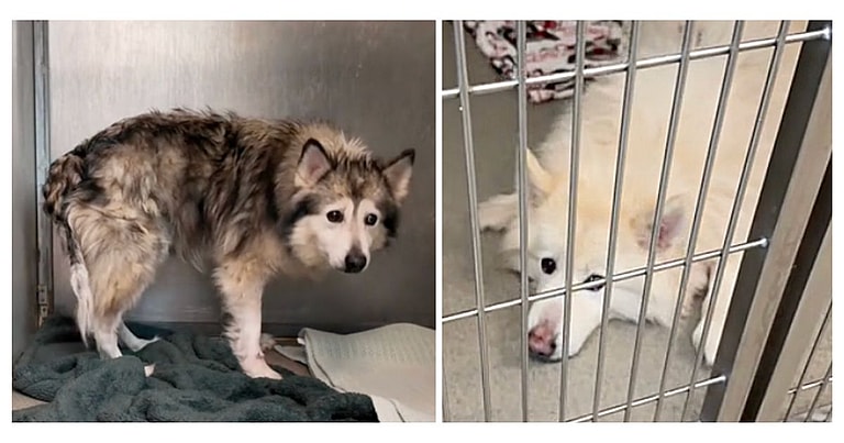 Sitting with dogs: The Heartwarming Moment A Terrified Malamute Is Comforted by His Sister In Shelter Kennel