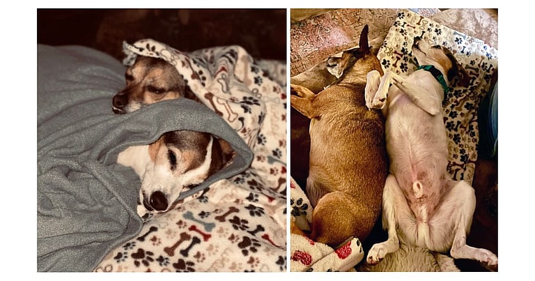 Signs From Beyond? Grieving Family Stunned New Dog Mimics Previous Pup’s Quirks: 13-year-old Jack Russell terrier Tex