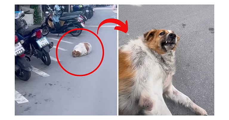 treet Dog was so obese She Struggled To Stand Up