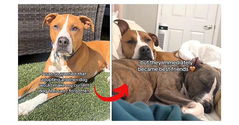 Dog Rescue: Rescued Puppy Brings Pure and Unexpected Joy to Pit Bull Sibling