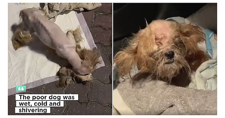 Dog rescue story: Tiny Emaciated Dog Chained Up On Porch. When Rescuers Arrive Owners Response Leaves them Speechless