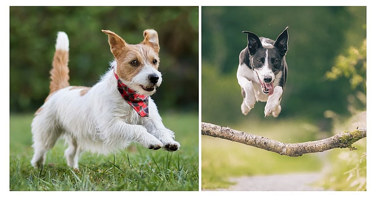 dogs that struggle in urban environment