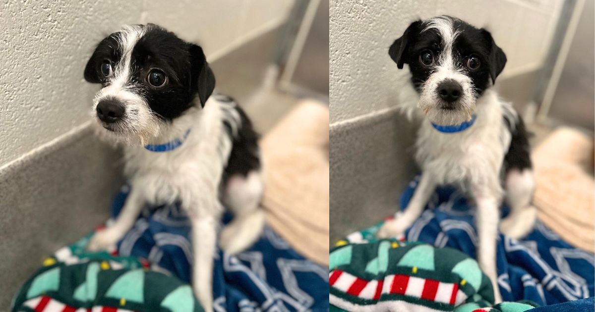 Sitting with dogs - Albert