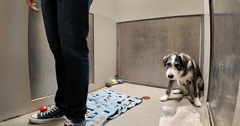 Sitting with dogs: Woody & Buzz