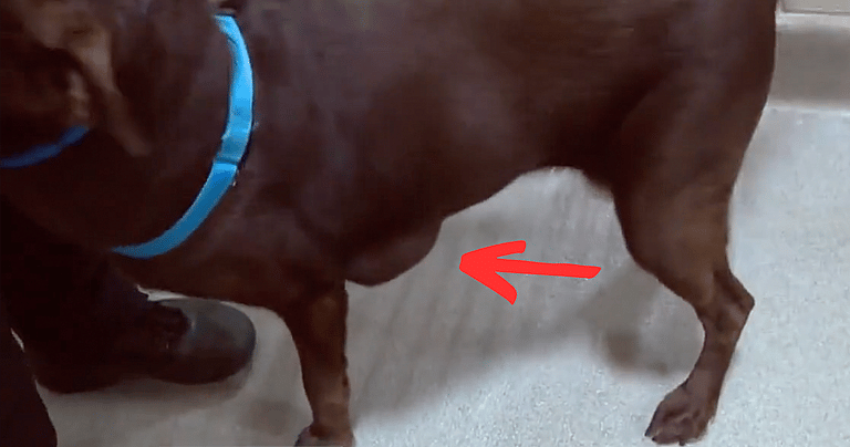 Man Caught On Camera Abandoning Sick Dog in Hot Sun. Now Authorities Seek Heartless Owner