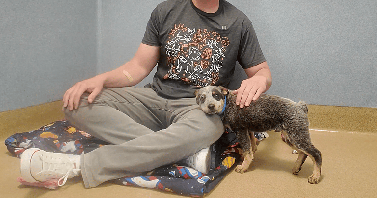 Sitting with Dogs: When a Broken Leg Couldn't Break His Spirit: Shelter Puppy's Resilience Inspires