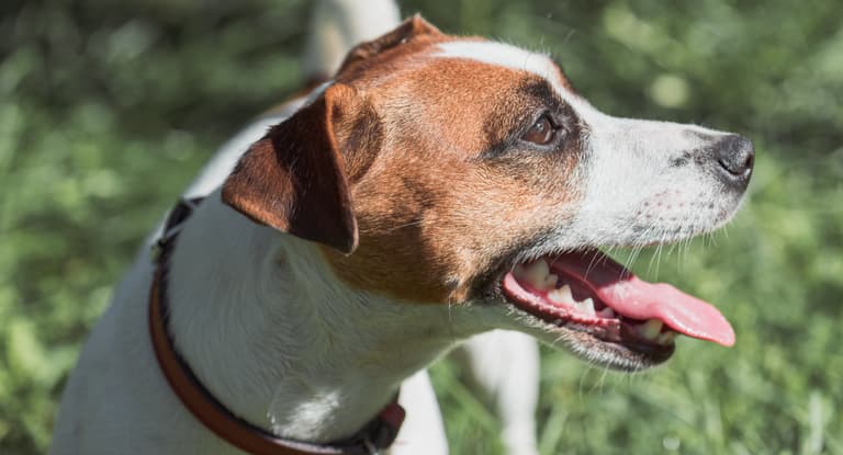 Dehydration in Dogs
