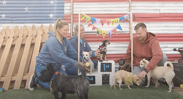 Senior Dog Pie Eating Contest
