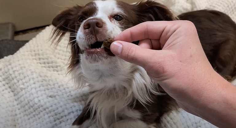 sitting with dogs 23: Wilbur getting treats