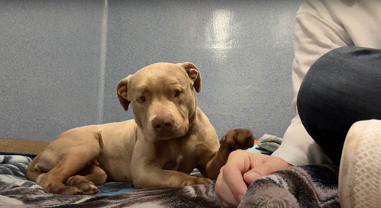 Sitting With Dogs - Star