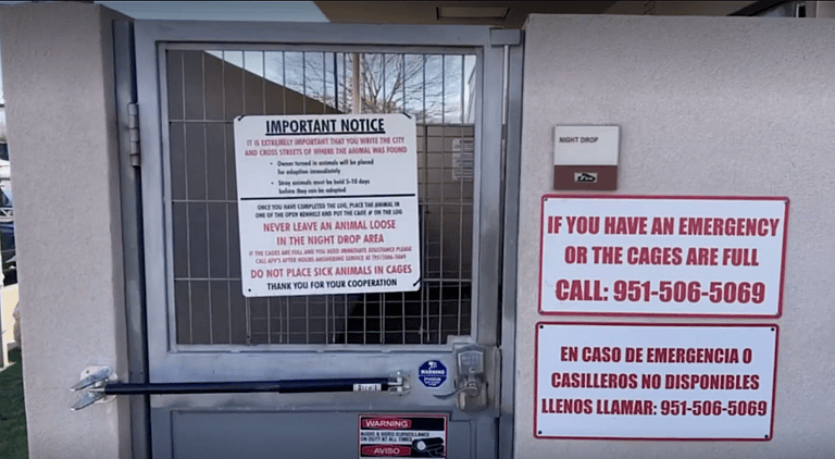 dog rescue: 6-Pound Rescue Pup Finds Forever Home After Being Left to Give Birth in Night Drop