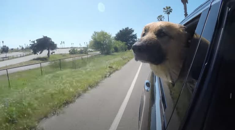 German Shepherd Discover the Joy of a Burrito for the First Time