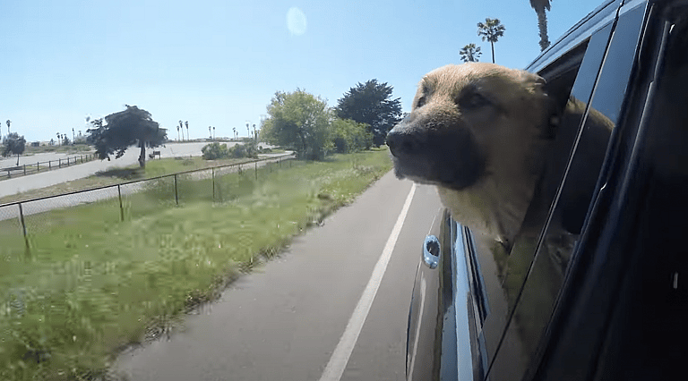 German Shepherd Discover the Joy of a Burrito for the First Time