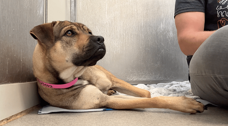 Sitting with dogs 39 - Dory