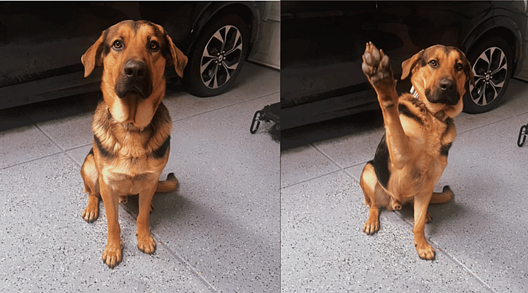 Moose: Rescued Stray Dog Freezing in Snowstorm