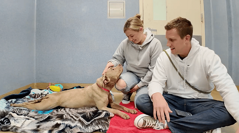 Sitting With Dogs - Star