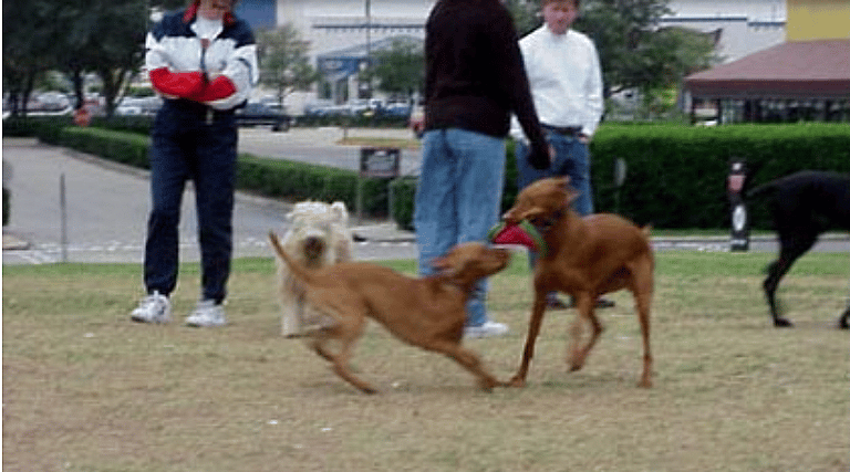 Annoying Dog Owner Traits