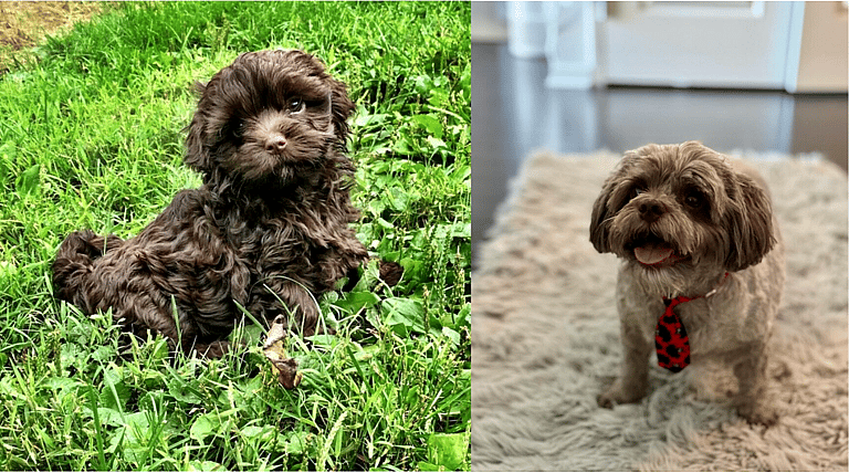 Russian Bolonka Puppy