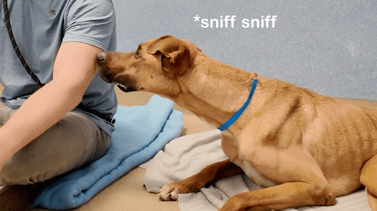 sitting with dogs: Scoobie